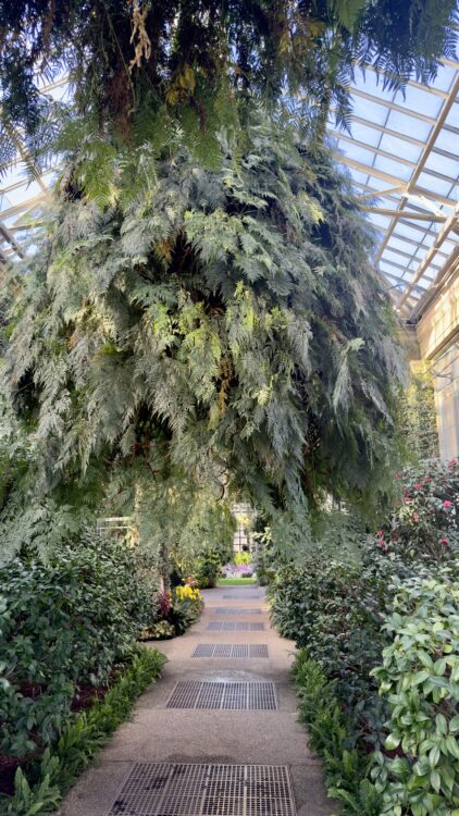 Shaded pathway lined with plants and hanging foliage at Longwood Gardens, inviting visitors to slow down and practice intentional living.