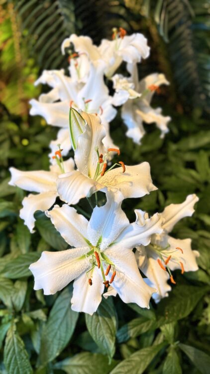 White lilies blooming in Longwood Gardens, symbolizing mindful living, self-care rituals, and the beauty of wellness travel.