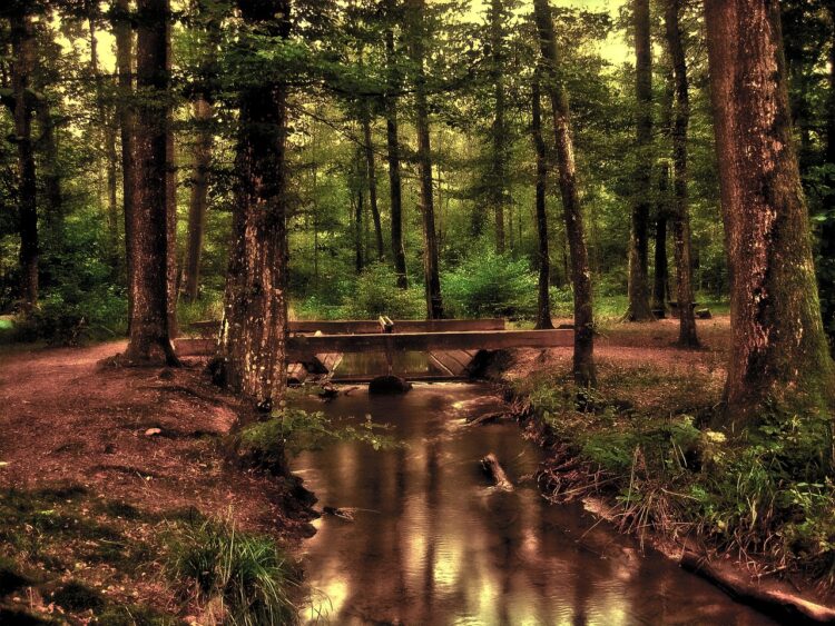 Tranquil forest with wooden bridge over a stream, symbolizing renewal, peace, and the importance of prioritizing a vacation budget for wellness.