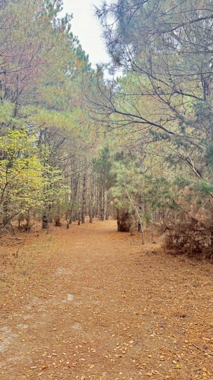 mindful living nature walk along peaceful wooded trail in autumn
