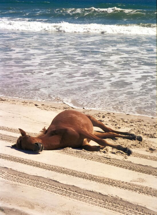 wild horse on Assateague shoreline — Budget-Friendly Mindful Travel: Cape to Cape Scenic Byway