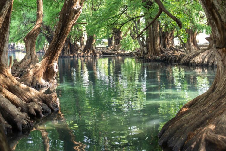 Serene waters reflecting ancient cypress trees in the lush landscape budget-friendly mindful travel activity