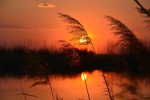 sunset, sunset glow, nature, reed, by the lake, cloud
