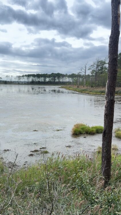 Marsh, open water and cloudy sky at Assawoman Wildlife Area in Delaware.